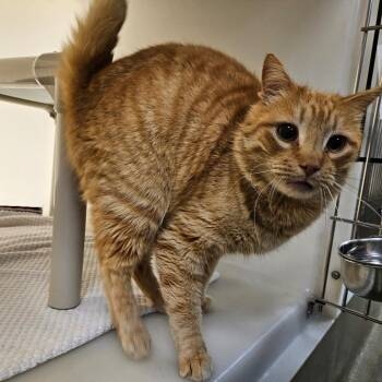 Domestic Short Hair Cats Available for Adoption in Harrisonburg, Virginia - Nosey | PetCurious