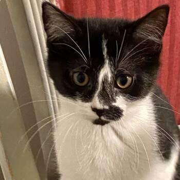 Rescue Domestic Short Hair Cats for Adoption in Fishers, Indiana - Dolly | PetCurious