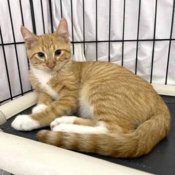 Kenny -  Tabby and Domestic Short Hair Cat for Adoption in Lombard, Illinois - Kenny | PetCurious