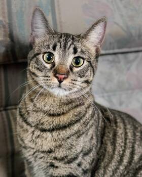 Domestic Short Hair Cats Available for Adoption in New Berlin, Wisconsin - Sassafras | PetCurious