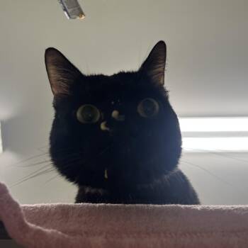 Snaggle -  Domestic Short Hair Cat for Adoption in Media, Pennsylvania - Snaggle | PetCurious