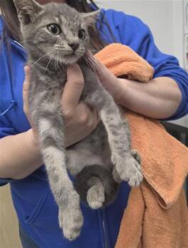 BOGART -  Domestic Short Hair Cat for Adoption in Camarillo, California - BOGART | PetCurious