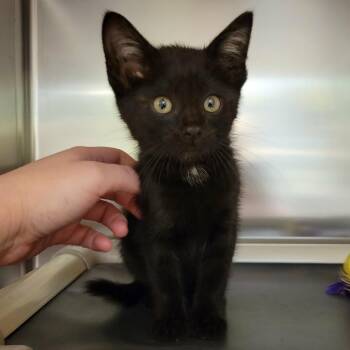 Chocolate -  Domestic Short Hair Cat for Adoption in Columbia, Missouri - Chocolate | PetCurious