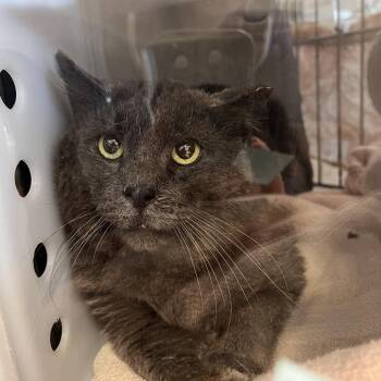 Domestic Short Hair Cats Available for Adoption in Bristol, Indiana - Count Dooku | PetCurious