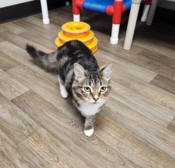 Rescue Maine Coon Cats for Adoption in Parlier, California - Kitten 27087 (Martha) | PetCurious