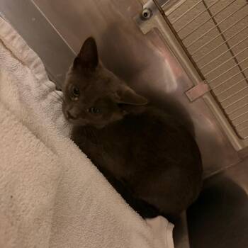 Zari -  Domestic Short Hair Cat for Adoption in Bristol, Indiana - Zari | PetCurious