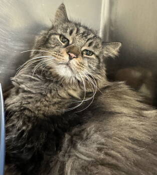 Rescue Domestic Medium Hair Cats for Adoption in Brick Township, New Jersey - Rigel (bonded Pair) | PetCurious