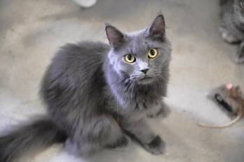 Blakely -  Domestic Medium Hair Cat Available for Adoption in Saint James City, Florida - Blakely | PetCurious