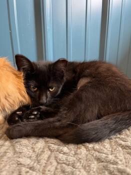 River -  Domestic Short Hair Cat for Adoption in Pierceton, Indiana - River | PetCurious
