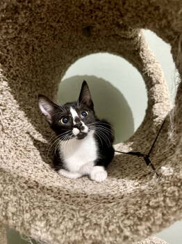 Rescue Domestic Short Hair Cats for Adoption in Rosenberg, Texas - Bryan | PetCurious