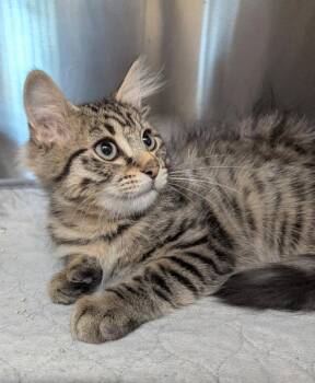 Tabby Cats Available for Adoption in Ocala, Florida - Aragon | PetCurious