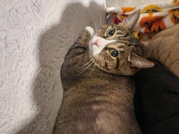 Rescue Domestic Short Hair Cats for Adoption in Swansea, Massachusetts - Mama | PetCurious