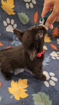 Rescue Domestic Short Hair Cats for Adoption in Baker, Louisiana - Gator | PetCurious