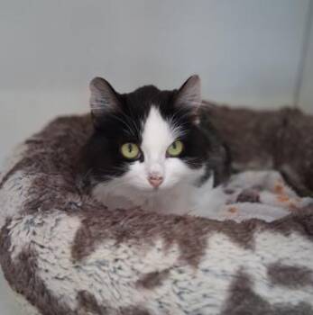 Ella -  Domestic Long Hair Cat Available for Adoption in Courtenay, British Columbia - Ella | PetCurious