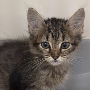 Drizzle -  Domestic Short Hair Cat for Adoption in Dallas, Texas - Drizzle | PetCurious