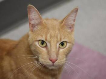 Dude -  Domestic Short Hair Cat for Adoption in Portland, Oregon - Dude | PetCurious