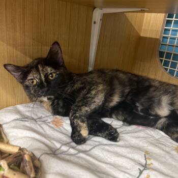 Domestic Short Hair Cats Available for Adoption in Manhattan, Kansas - Cammy | PetCurious