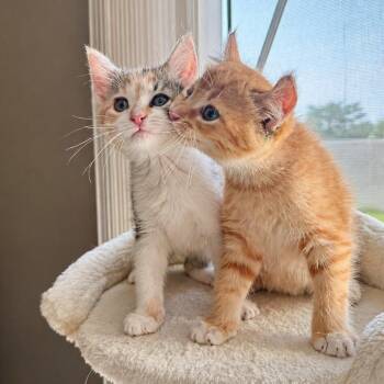 Calico and Tabby Cats Available for Adoption in Wyandotte, Michigan - Baby Daniel & Daisy *** Bonded Siblings *** | PetCurious