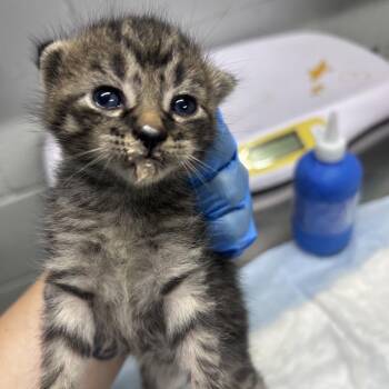 John Deere -  Domestic Short Hair Cat for Adoption in Summerville, South Carolina - John Deere | PetCurious