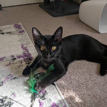 Kevin Jonas -  Domestic Short Hair Cat for Adoption in Durham, North Carolina - Kevin Jonas | PetCurious