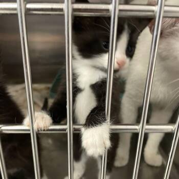 Jude -  Domestic Short Hair Cat for Adoption in Port Charlotte, Florida - Jude | PetCurious