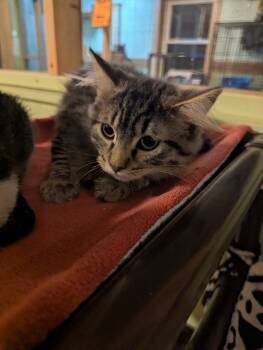 Rescue Domestic Long Hair Cats for Adoption in Rice Lake, Wisconsin - Evelyn | PetCurious