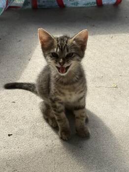 Bambi Kitties : Thumper -  Domestic Short Hair Cat for Adoption in Osgood, Indiana - Bambi Kitties : Thumper | PetCurious
