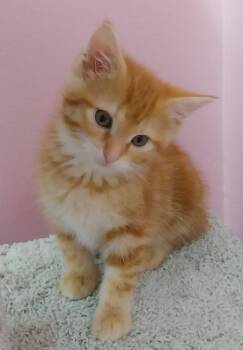 Domestic Short Hair Cats Available for Adoption in South Bend, Indiana - Etsy * IN FOSTER * | PetCurious