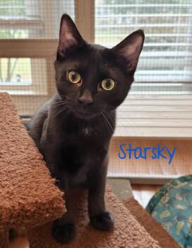 Starsky...bonded with Navy -  Domestic Short Hair Cat for Adoption in Murfreesboro, Tennessee - Starsky...bonded With Navy | PetCurious