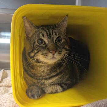 American Shorthair Cats Available for Adoption - Oliver | PetCurious