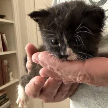 Old MacDonald -  Domestic Short Hair Cat for Adoption in Greensboro, North Carolina - Old MacDonald | PetCurious