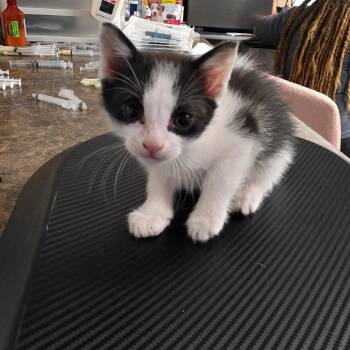 Domestic Short Hair Cats Available for Adoption in Eureka Springs, Arkansas - Gopher | PetCurious