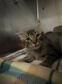 Plutonium -  Domestic Medium Hair Cat for Adoption in Manitowoc, Wisconsin - Plutonium | PetCurious