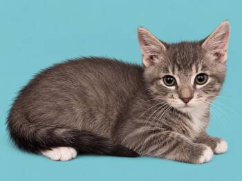 Earl -  Domestic Long Hair Cat for Adoption in Emerald Isle, North Carolina - Earl | PetCurious