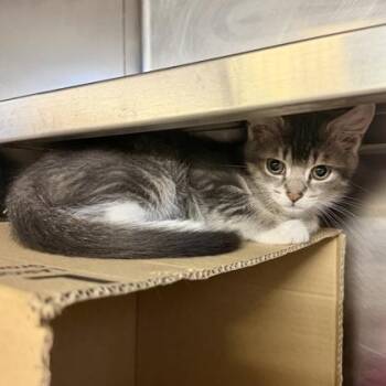 Cayenne -  Domestic Short Hair Cat for Adoption in Richmond, Virginia - Cayenne | PetCurious