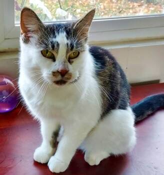 Rescue Calico and Tabby Cats for Adoption in The Dalles, Oregon - Moon | PetCurious