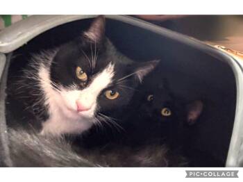 Nami and Zorro -  Tuxedo and Domestic Short Hair Cat for Adoption in Walnut Creek, California - Nami And Zorro | PetCurious
