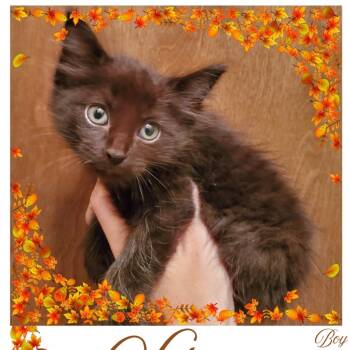Rescue Domestic Short Hair Cats for Adoption in Oklahoma City, Oklahoma - Versace F-21698 | PetCurious
