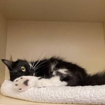 Domestic Long Hair Cats Available for Adoption in Dayton, Ohio - Queen | PetCurious
