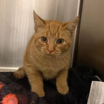 Cheerio -  Domestic Short Hair Cat for Adoption in Cody, Wyoming - Cheerio | PetCurious