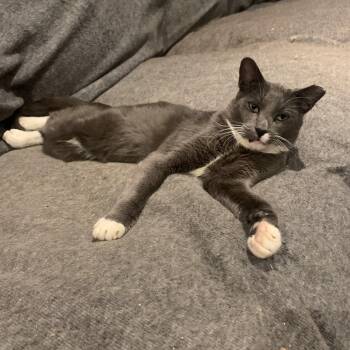 Rescue Egyptian Mau Cats for Adoption in Port Jefferson Station, New York - Bagsy | PetCurious