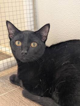 Rescue Domestic Short Hair Cats for Adoption in Waynesville, North Carolina - Biscuits | PetCurious