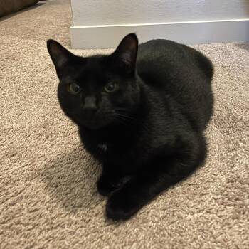Domestic Short Hair Cats Available for Adoption - Kylo | PetCurious
