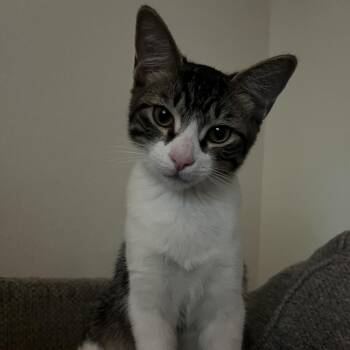 Little Man -  Domestic Short Hair Cat for Adoption in Tallahassee, Florida - Little Man | PetCurious
