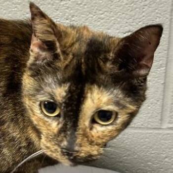 Deborah -  Domestic Short Hair Cat for Adoption in Galax, Virginia - Deborah | PetCurious