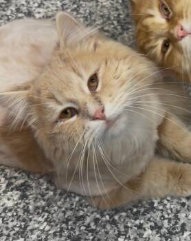 Domestic Long Hair Cats Available for Adoption - Puff | PetCurious
