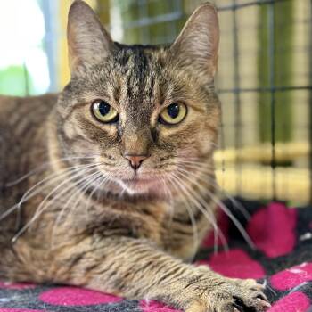 Torbie Cats Available for Adoption in Collierville, Tennessee - Brie | PetCurious