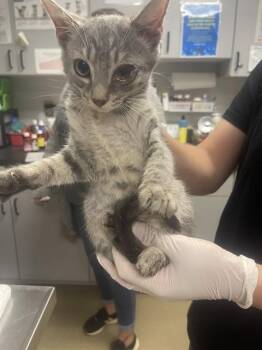 BUBLY -  Domestic Short Hair Cat for Adoption in Easton, Maryland - BUBLY | PetCurious
