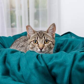 Kerastasse -  Domestic Short Hair Cat for Adoption in Los Angeles, California - Kerastasse | PetCurious