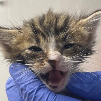 Violet -  Domestic Medium Hair and Extra Toes Cat Hemingway Polydactyl Cat for Adoption in Redwood Valley, California - Violet | PetCurious